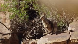 Central Australia's West MacDonnell Ranges - why it's so special