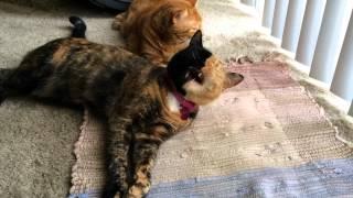 Venus and Ginger -Sister Love