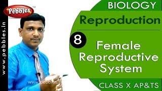 Female Reproductive System : Reproduction | Biology | Science |  Class 10