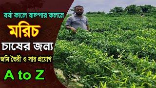 মরিচ চাষের সঠিক পদ্ধতি । যে ভুল গুলো সবাই করে । অনেক কৃষকই জানে না ।