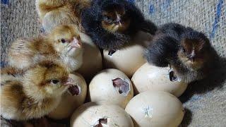 Amazing Born Chicks !!! Hen Harvesting Eggs To Chicks|| Natural Hatching | Wonderful Nature