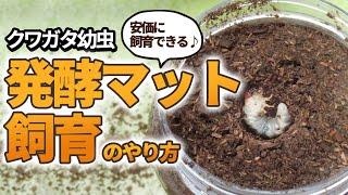 【クワガタ幼虫の発酵マット飼育方法！】やり方や注意点、メリット・デメリットなど初心者の方向けに分かりやすくご紹介します