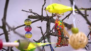 8 Hour Budgie Sounds | Garden Aviary