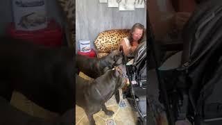 Корсы и дети#tttt #cane #канекорсо #canecorso #canecorsoitaliano #канекорсоитальяно