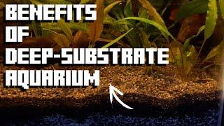 Why Plants Thrive In Deep-Substrate