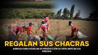 LA PAPA NO VALE NI UN SOL | Agricultores abandonan y regalan su producción ante caída de precios