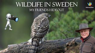 WILDLIFE PHOTOGRAPHY IN SWEDEN - Birds of Prey.- Bird photography in my friends hideout.