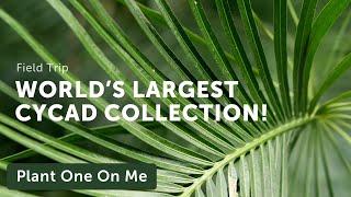 World's Largest Cycad Collection at Nong Nooch, Thailand — Plant One On Me — Ep. 146