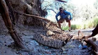 Rattlesnake encounter in arizona desert wash.