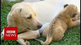 The little lion cub raised by a dog- BBC News