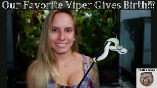 Wagler's Pit Viper Gives Birth!