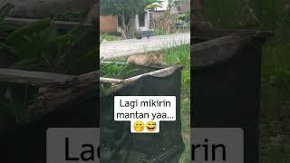 Kucing Kampung Galau