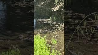 62 Ducklings Feasting in Spillway bad photography video vid 2 IMG 99891