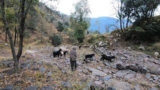 The sheep herding lifestyle of the village people