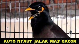 suara jalak nias gacor untuk pancingan jalak agar nyaut || jalak nias gacor