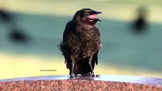 Baby Crow Has Things to Say