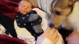 Puppies meet our baby son for the first time!