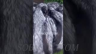 #furs #silverfox #fox #foxskin #skin #furcoat #sobolini #silverfoxforestdesigns