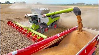 First Day out with the NEW Combine | Claas Lexion 8900 vs 780 | Seed Wheat Harvest '24 - KMWP Farms