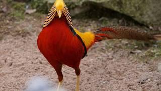 Голоса птиц Как поёт Фазан (Phasianus colchicus)