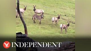 Herd of wild elk adopt donkey in California