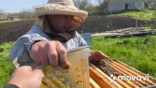 Формирование первых отводков и закладка качественных маток.