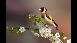 canary bird - canary singing - canary sounds -  canary singing at home - beautiful canary birds