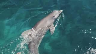 Nad con Delfines en Cozumel 