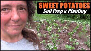 Sweet Potatoes | How To Amend The Soil And Plant