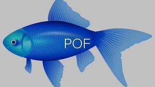 POF Customer Service Toll Free Number - Plenty of Fish