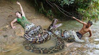 Survival Skills: Primitive Life Girl meet Giant Anaconda Python - Skills Catch Big Snake at Stream