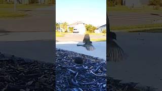 #warbler #aerobatics #florida #birds showing off! #wyzecam