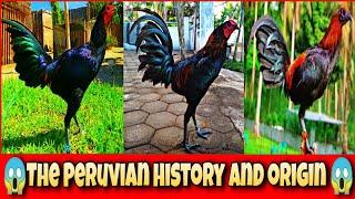 The Peruvian chicken history and origin.