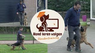 Hond leren volgen