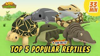 Top 5 Popular Reptiles - Animals Stories for Kids | Educational | Leo the Wildlife Ranger
