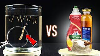 EXPERIMENT MOSQUITO LARVAE VS HOUSEHOLD PRODUCTS - How to Get Rid Mosquitoes