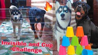 My Dogs Reacts to Invisible and Cup CHALLENGE.Dog Can talk part 49 Review reloaded Rottweiler Husky