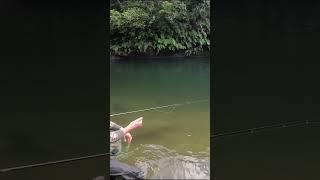 Best way to catch Trout! #fishing