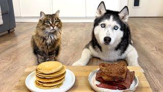 Steak or Pancake? What Will My Dogs And Cats Choose?