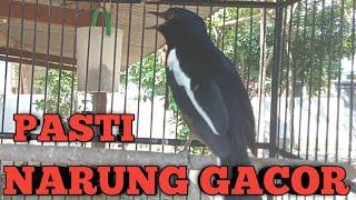 suara BURUNG KACER nyiul ini sangat ampuh untuk terapi kacer agar cepat tarung