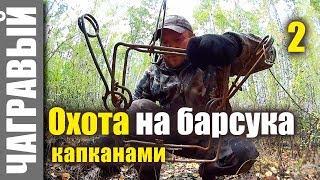 Охота на барсука капканами | Часть 2