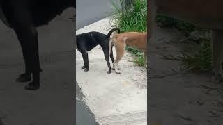 Anjing Kawin Di Pinggir Jalan KeEnakan