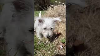 Bella the Westie #shorts #westie #dog