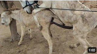 Donkeys mating.@shakoor17 @donkeysecretwild918#donkey #youtubeshorts #youtube#donkeykongcountry