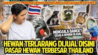 BANYAK BANGET HEWAN DILINDUNGI DUNIA!  GREBEK PASAR HEWAN TERBESAR DI THAILAND! CHATUCHAK PET MARKET