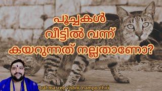 പൂച്ച വീട്ടിൽ വന്ന് കയറുന്നത് നല്ലതാണോ | Brahmasree vishnu nampoothiri | 9567955292 |  astrology