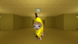 Banana Cat Happy , Crying , Coughing 1 Hour