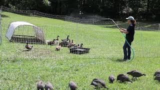 My homestead ducks. A few minutes of our ducky playtime.  Ducks LOVE water!