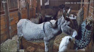 Goldy's Barn. Mike w/Hay. Best Buds Woody & Wilbur. Agnus Nurses