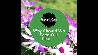 Why Should We Feed Our Plants? | Miracle-Gro